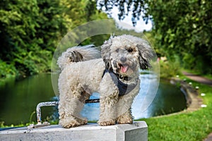 A view of a happy Poochon Puppy on a lock gate lever on the Erewash canal