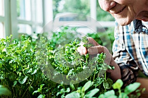 View of happy retired man touching green leaf on plant