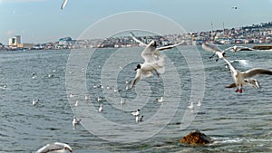 View on the harbour at Istanbul with lots of flying seagulls on cloudy cold day