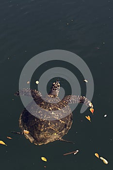 View of hawksbill sea turtle