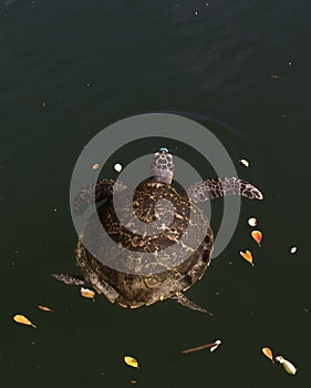 View of hawksbill sea turtle