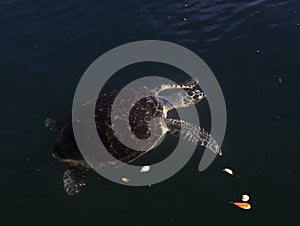 View of hawksbill sea turtle