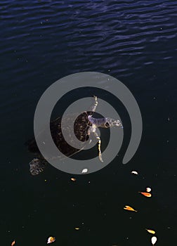 View of hawksbill sea turtle
