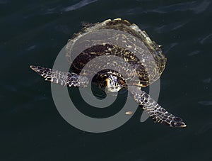 View of hawksbill sea turtle