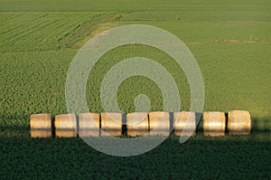 View of hay rolls at crop fields plain padana Emilia Romagna, Italy