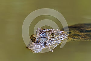 A view of the head of a Caiman surfacing in a tributary to the Tortuguero River in Costa Rica