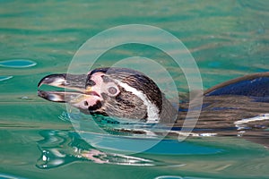 View of the head of a Humboldt Penguin