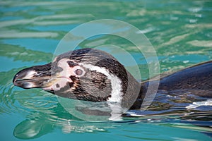 View of the head of a Humboldt Penguin