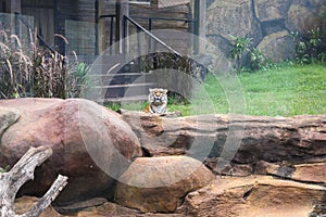 View of head of tiger in park with green grass background.