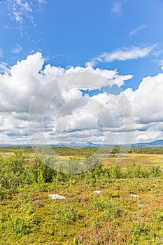 View of a heath with birches and mountains in the horizon