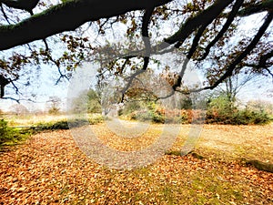View of heathland from under an oak tree