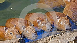 View of a herd of capybaras swimming in pools of water next to a forest