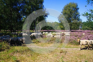 View on herd of sheep grazing in glade of dutch forest  heathland with purple blooming heather erica plants Ericaceae