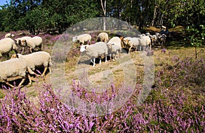 View on herd of sheep grazing in glade of dutch forest  heathland with purple blooming heather erica plants Ericaceae