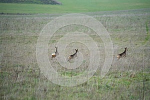 View of a herd of Wild Roe Deer (Capreolus capreolus) running across grass meadows