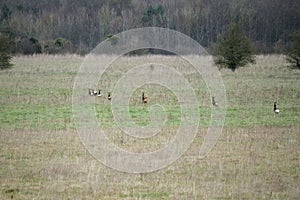 View of a herd of Wild Roe Deer (Capreolus capreolus) running across grass meadows