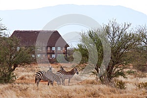 View of herd of zebras in African safari with dry grass and trees on savanna, with building and lodge in background