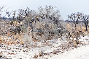 A view of a herd of Zebras approaching a road in the Etosha National Park in Namibia