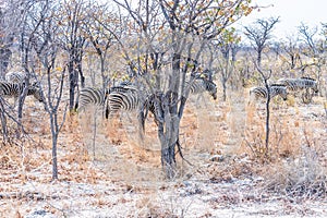 A view of a herd of Zebras moving through the bush in the Etosha National Park in Namibia