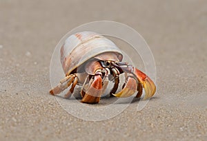 A view of a Hermit Crab