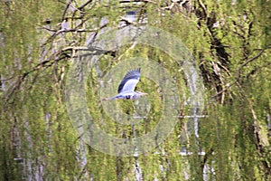 A view of a Heron