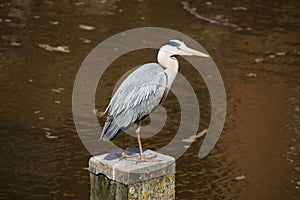 A view of a Heron