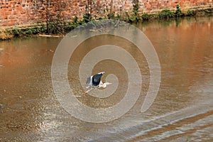 A view of a Heron