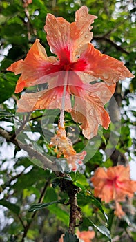 The view of hibiscus flowers  at the garden