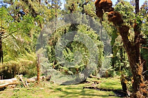 view of the high altitude cloud forest near Cerro de La Muerte. Talamanca Mountains in Costa Rica