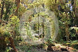 view of the high altitude cloud forest near Cerro de La Muerte. Talamanca Mountains in Costa Rica