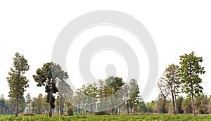 View of a High definition Treeline