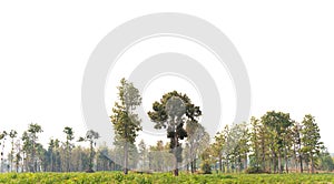 View of a High definition Treeline