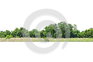 View of a High definition Treeline isolated on a white background, Green trees, Forest and foliage in summer