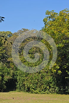 Treeline isolated on a white background, Green trees, Forest and foliage in summer