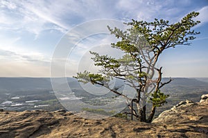 View from the high hill with a tree to the Chattanooga city in Tennessee against a cloudy sky