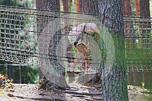 View of high ropes course, kids of climbing in amusement acitivity rope park, passing obstacles and zip line on heights, children