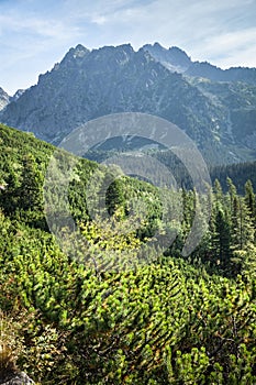 View of High Tatra Mountains from hiking trail.