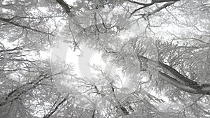 View of high tree branches tips covered with snow against white cloudy winter