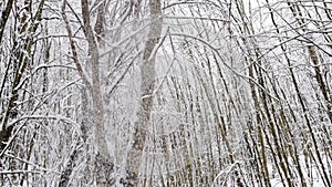 View of high tree branches tips covered with snow against white cloudy winter sky background