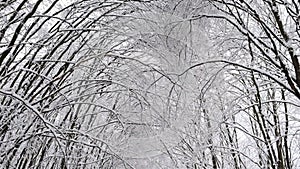 View of high tree branches tips covered with snow against white cloudy winter sky background