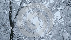 View of high tree branches tips covered with snow against white cloudy winter sky background