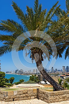 View from a high vantage point through the palm trees and bushes on the Tel Aviv skyline.