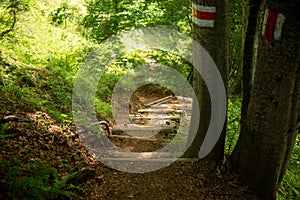 View of a hiking trail in the mountains leading through a natural misty forest with sunlight