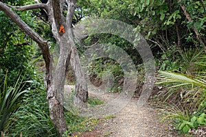 Hillary Trail in Waitakere Ranges regional park photo