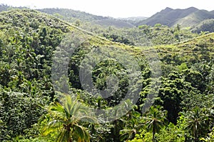 Tropical jungle forest in Dominican Republic photo