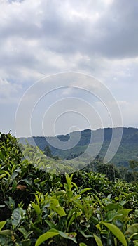 View of the hills and tea mountains from a distance of 100 kilometers