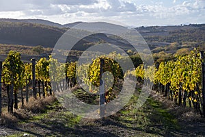 View on hills of Val d`Orcia, autumn on vineyards near wine making town Montalcino, Tuscany, rows of grape plants after harvest,