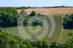 View on hilly Sancerre Chavignol appellation vineyards, Cher department, France, overlooking iver Loire valley, noted for its