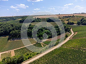 Aerial view on vineyards of Pouilly-Fume appellation, making of dry white wine from sauvignon blanc grape growing on different photo
