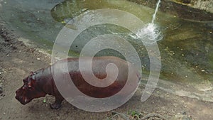 View of hippopotamus seaking for something to eat